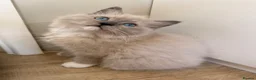 Ragdoll cats for sale: Beautiful ragdoll babies! 😻😻😻 - Advert 5
