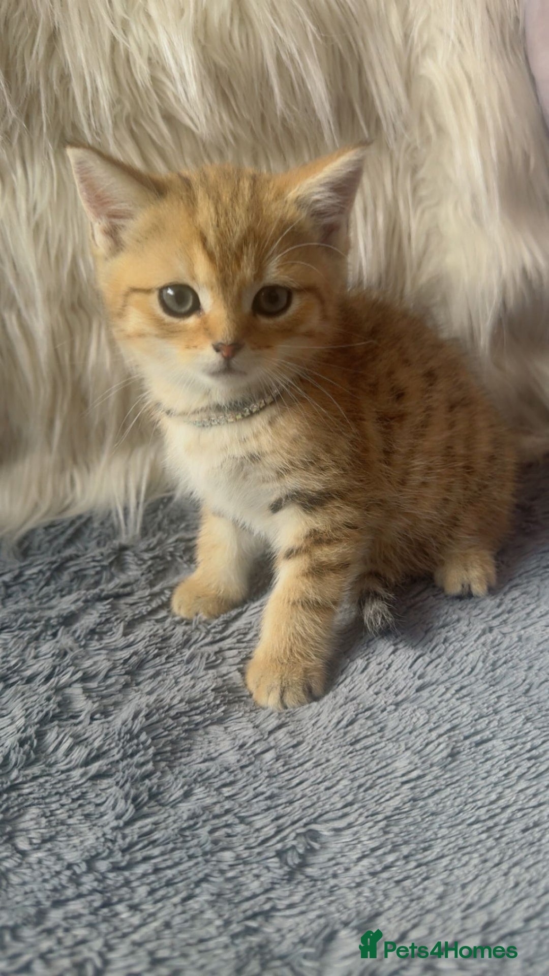 Mixed Breed cats for sale: Beautiful kittens in Leicester - Image 4