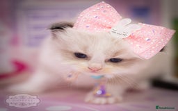 Ragdoll cats for sale: Ragdoll Bicolor Kitten Girl LPBC TICA REDUCED!!! - Image 4