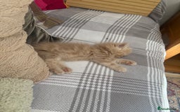 Persian cats for sale: Grey Persian Kittens  - Image 9