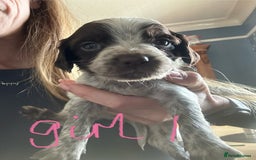 Sprocker dogs for sale: Sprocker Spaniel - Advert 6