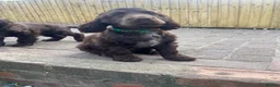 Cocker Spaniel dogs for sale: 100%show cocker spaniel kc reg   - Advert 8