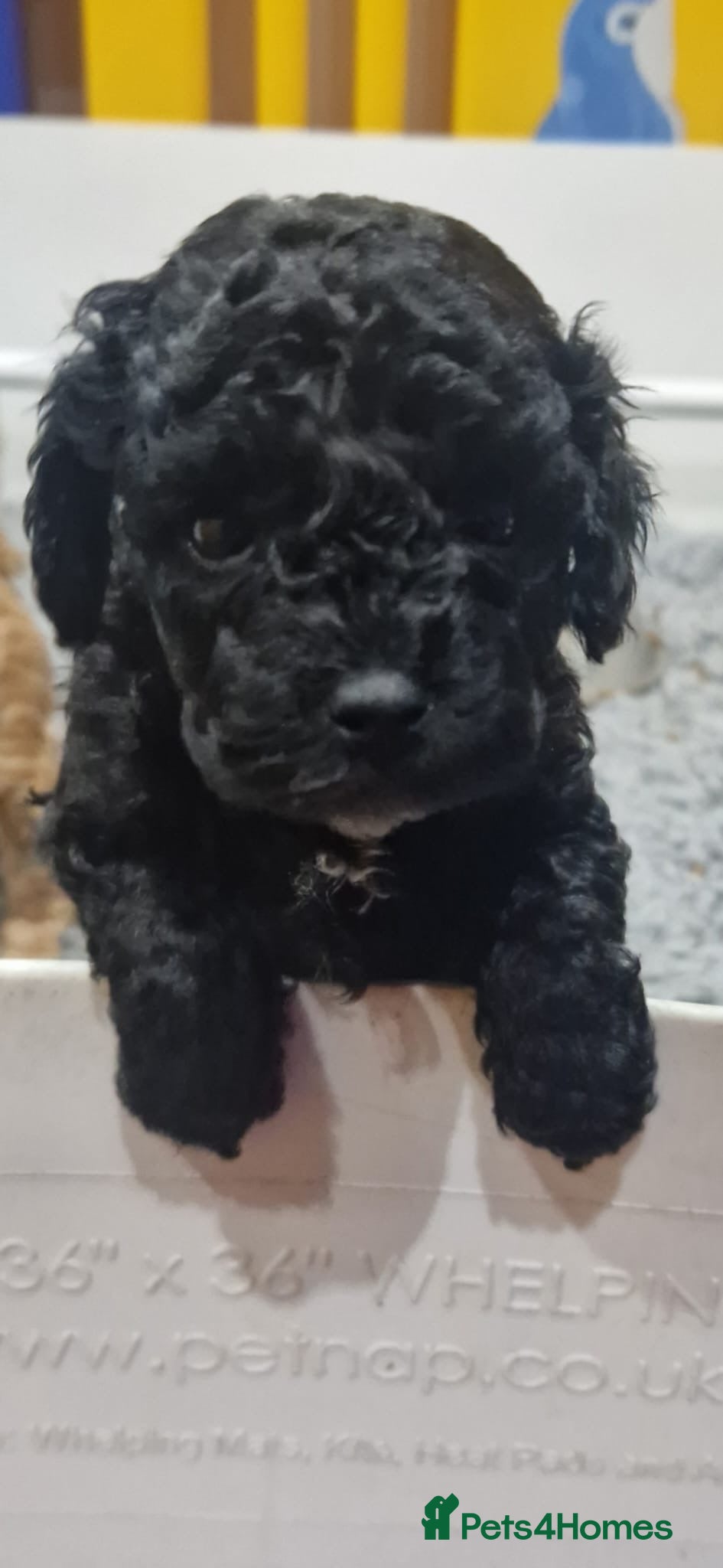 Cavapoo dogs Health Tested F1b Cavapoos - Advert 17