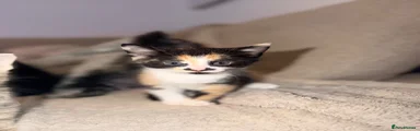 Domestic Shorthair 3