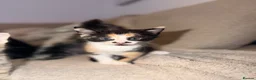 Domestic Shorthair cats for sale: 4 Beautiful  Kittens  - Advert 5