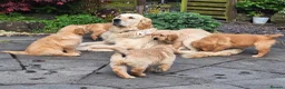 Golden Retriever dogs for sale: Beautiful litter of Golden Retriever puppies 🐶  - Advert 9