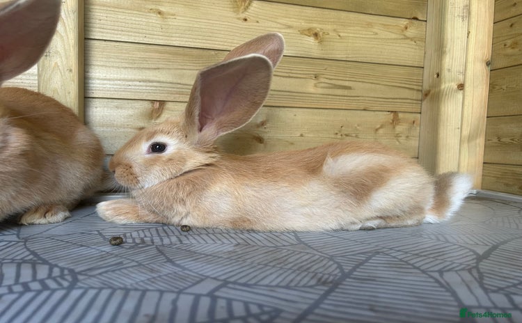 Continental Giant rabbits - Advert 2