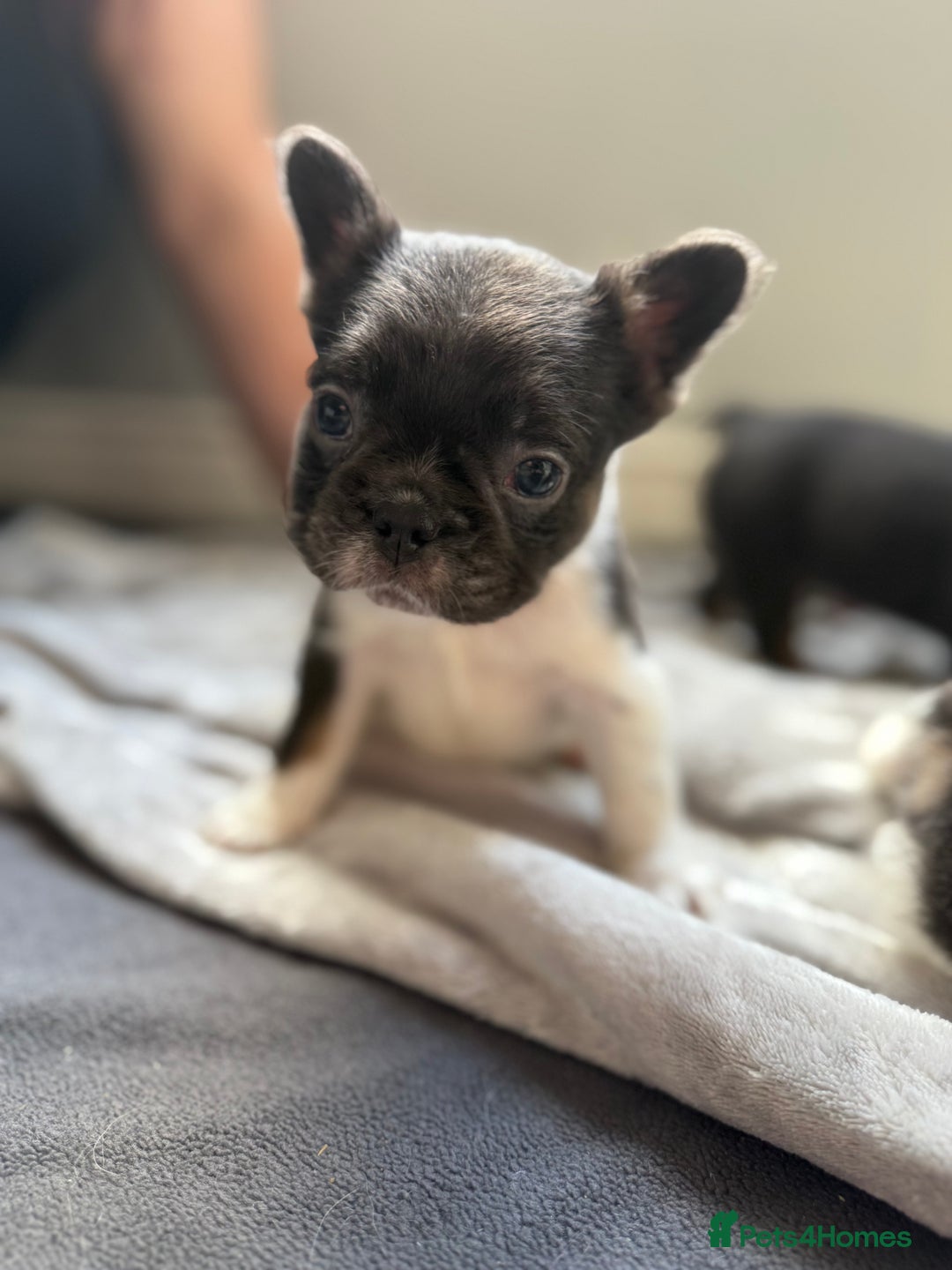 French Bulldog dogs for sale: Fluffy French Bulldogs 4 boys left  - Image 14