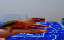 Conures birds for sale: Hand tame conure  - Image 5