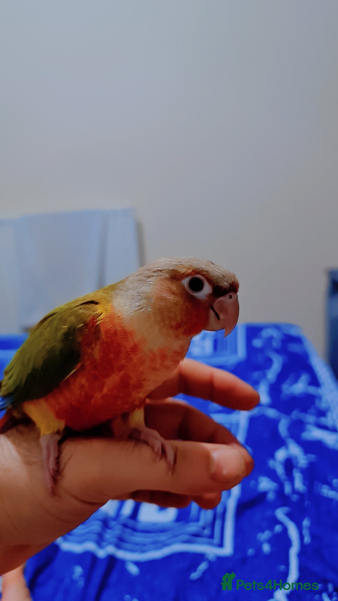 Conures birds for sale: Hand tame conure  - Image 5