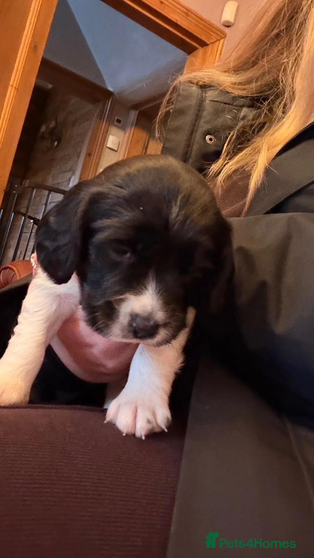 Sprocker dogs for sale: 7 month old female sprocker spaniel  in Manchester - Advert 6