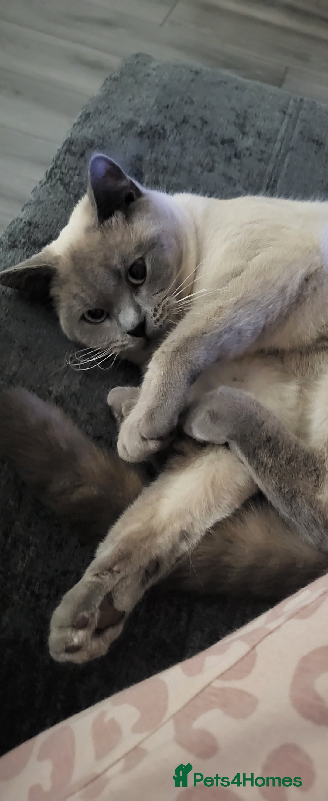 British Shorthair cats for sale: British Shorthair Cats for sale - Image 17