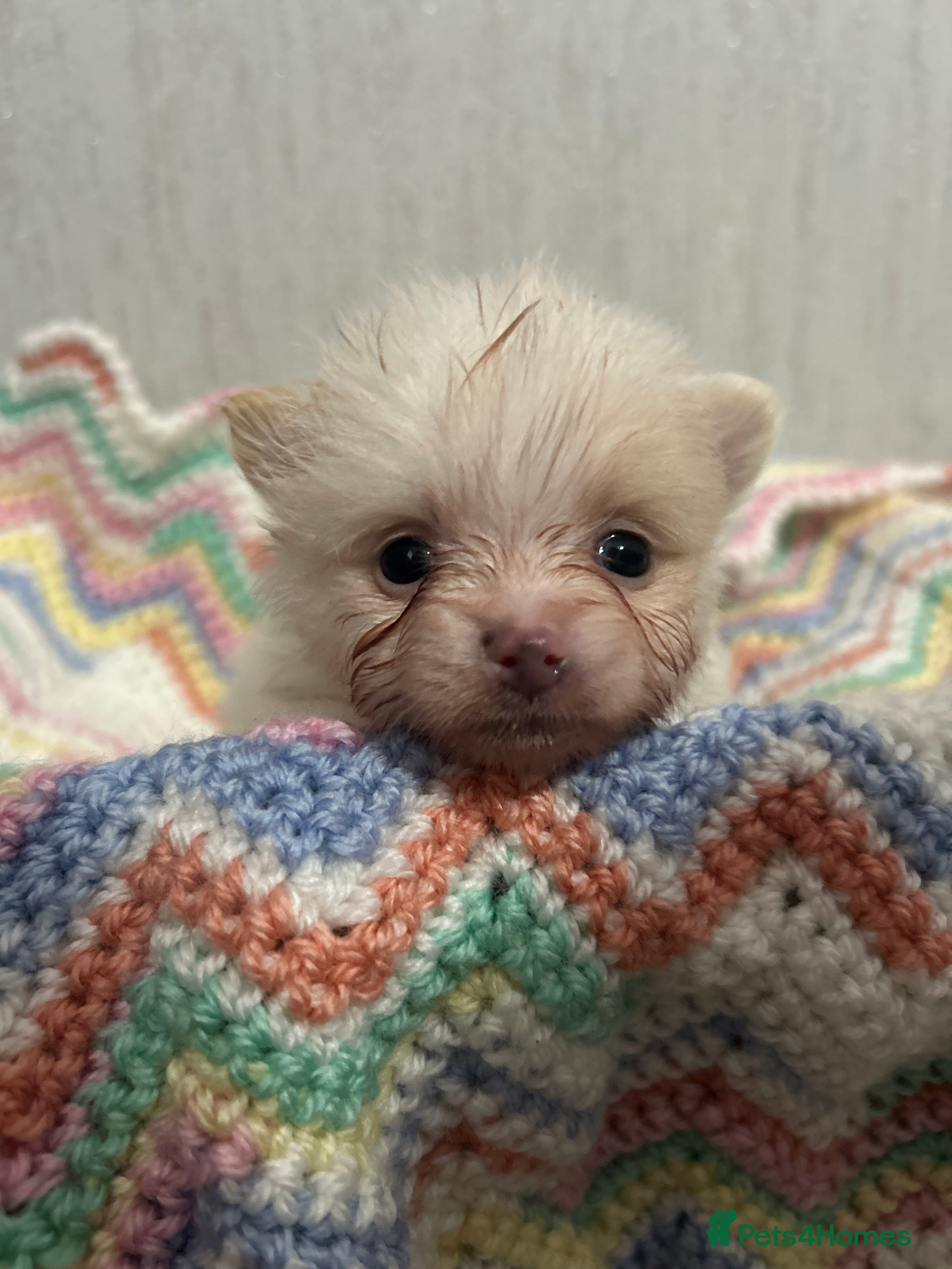 Pomeranian dogs Kc rainbow 🌈 Pomeranians  - Advert 2