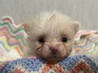 Pomeranian dogs Kc rainbow 🌈 Pomeranians - Advert 2