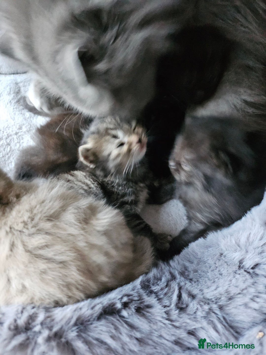 Scottish Fold cats for sale: Scottish fold kittens for sale 4 wks old - Advert 16