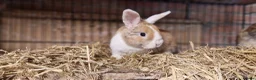 Mini Lop rabbits for sale: Gorgeous, friendly, ginger mini lop boys ready now - Advert 7