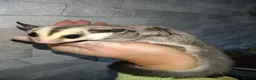 Sugar Glider rodents for sale: Adorable sugar gliders  - Advert 28