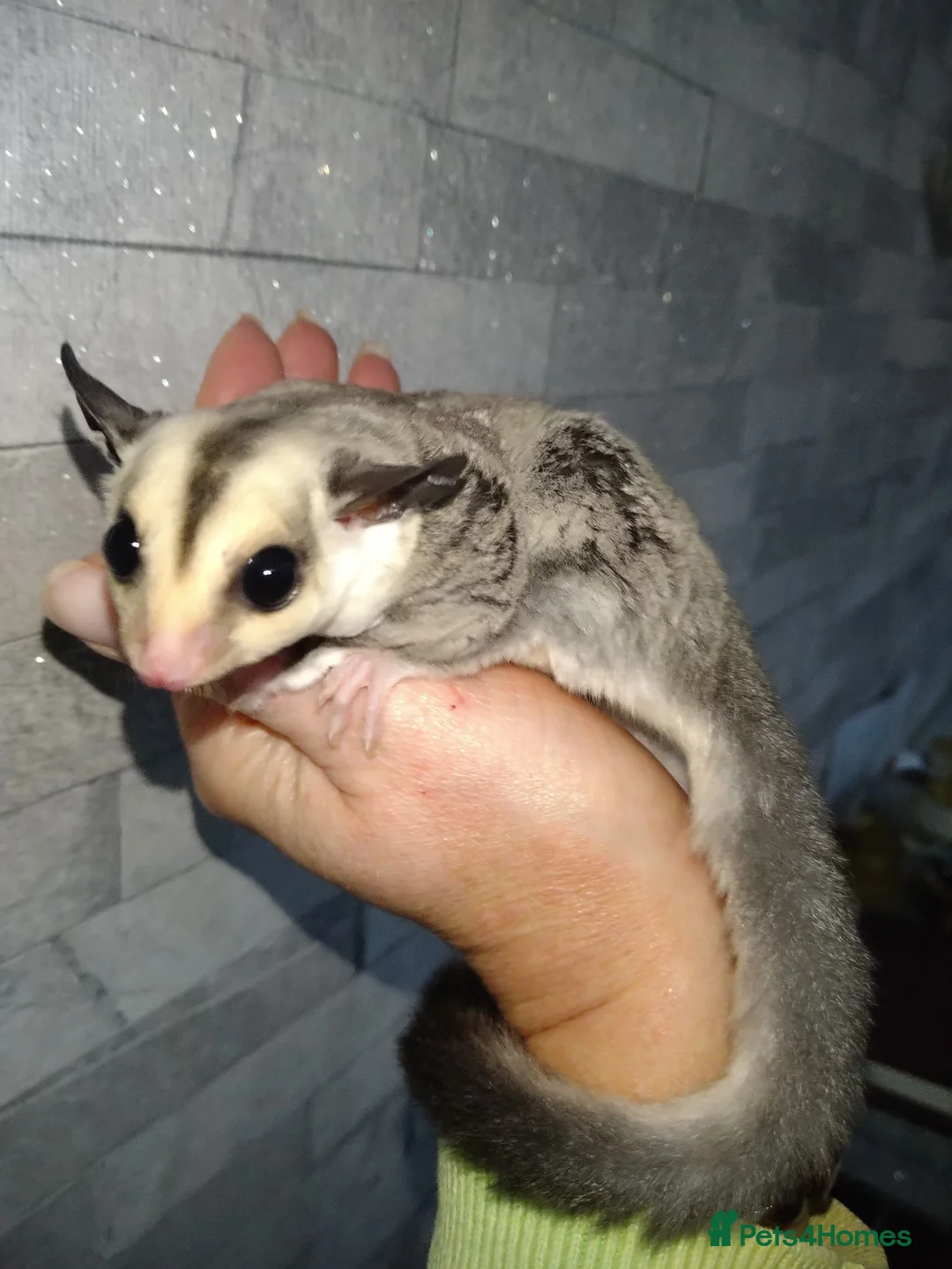 Sugar Glider rodents for sale: Adorable sugar gliders  - Advert 28