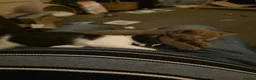 British Shorthair cats for sale: 3 pedigree british shorthairs rare colours in Bromley - Advert 13
