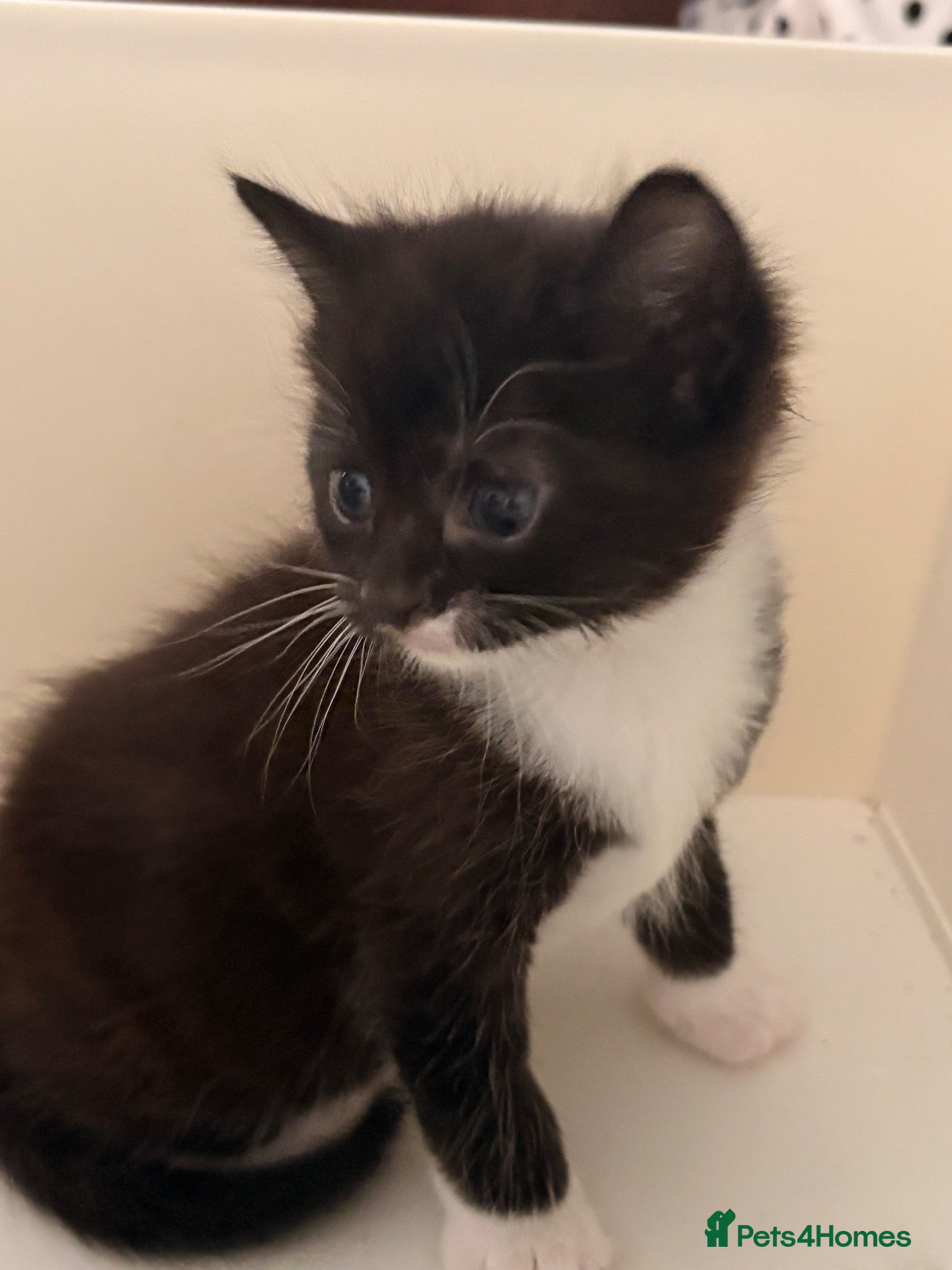 Mixed Breed cats Kitten - Advert 10