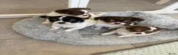 Chihuahua dogs for sale: Litter of tiny long haired chihuahuas - Advert 1