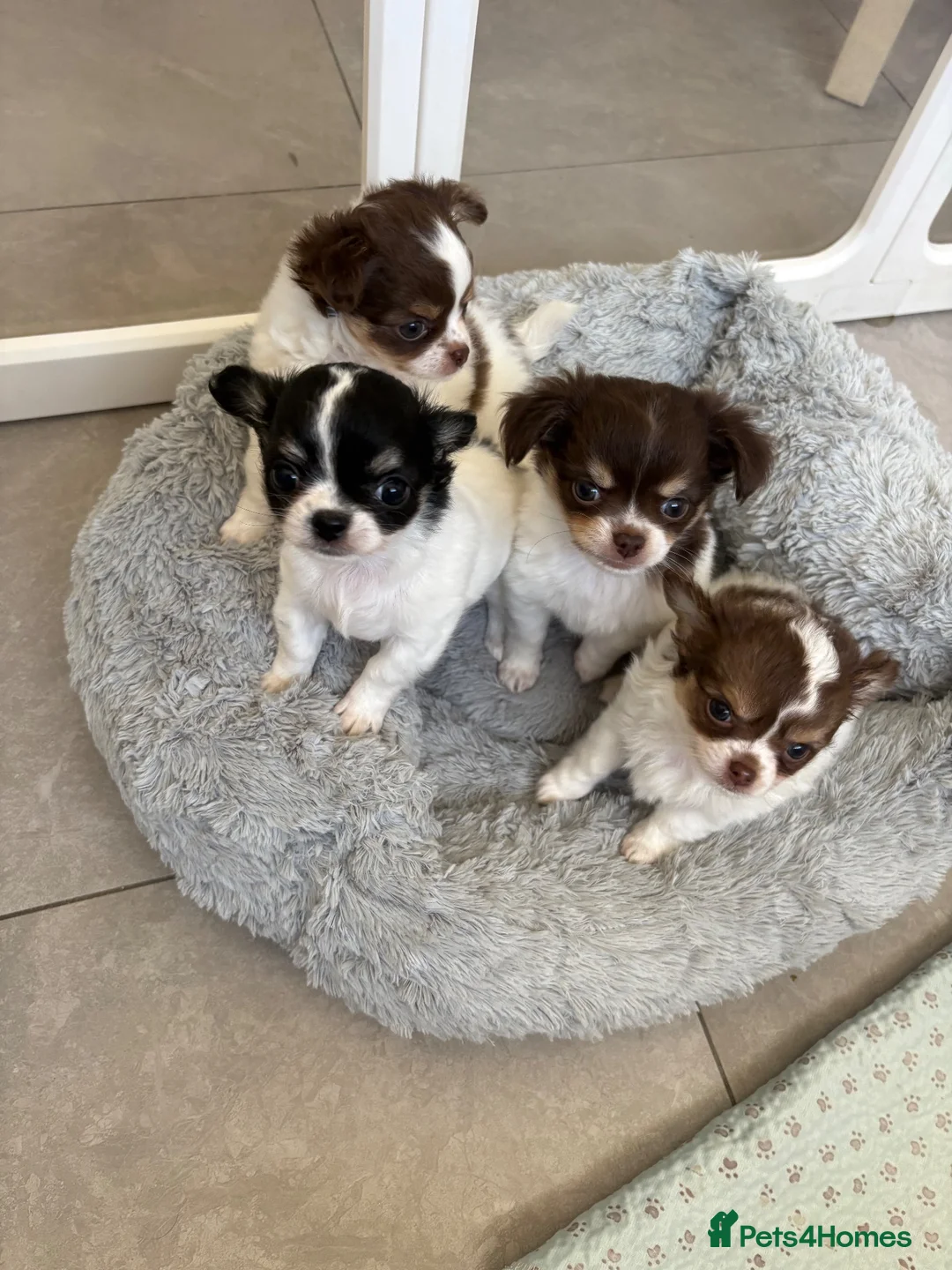 Chihuahua dogs for sale: Litter of tiny long haired chihuahuas - Advert 1
