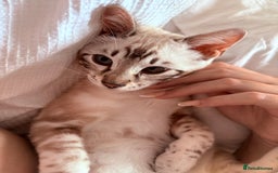Bengal cats for sale: Snow Lynx Bengal - Image 3