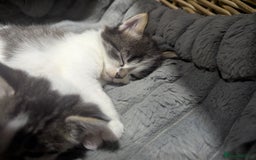 Maine Coon cats for sale: Maine coone cross  - Image 7