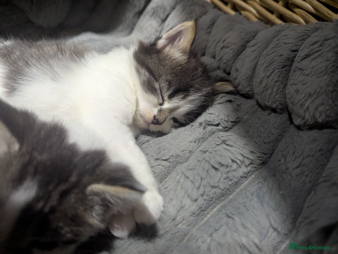 Maine Coon cats for sale: Maine coone cross  - Image 7