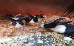 Dutch rabbits for sale: Dutch rabbits for sale  - Image 1