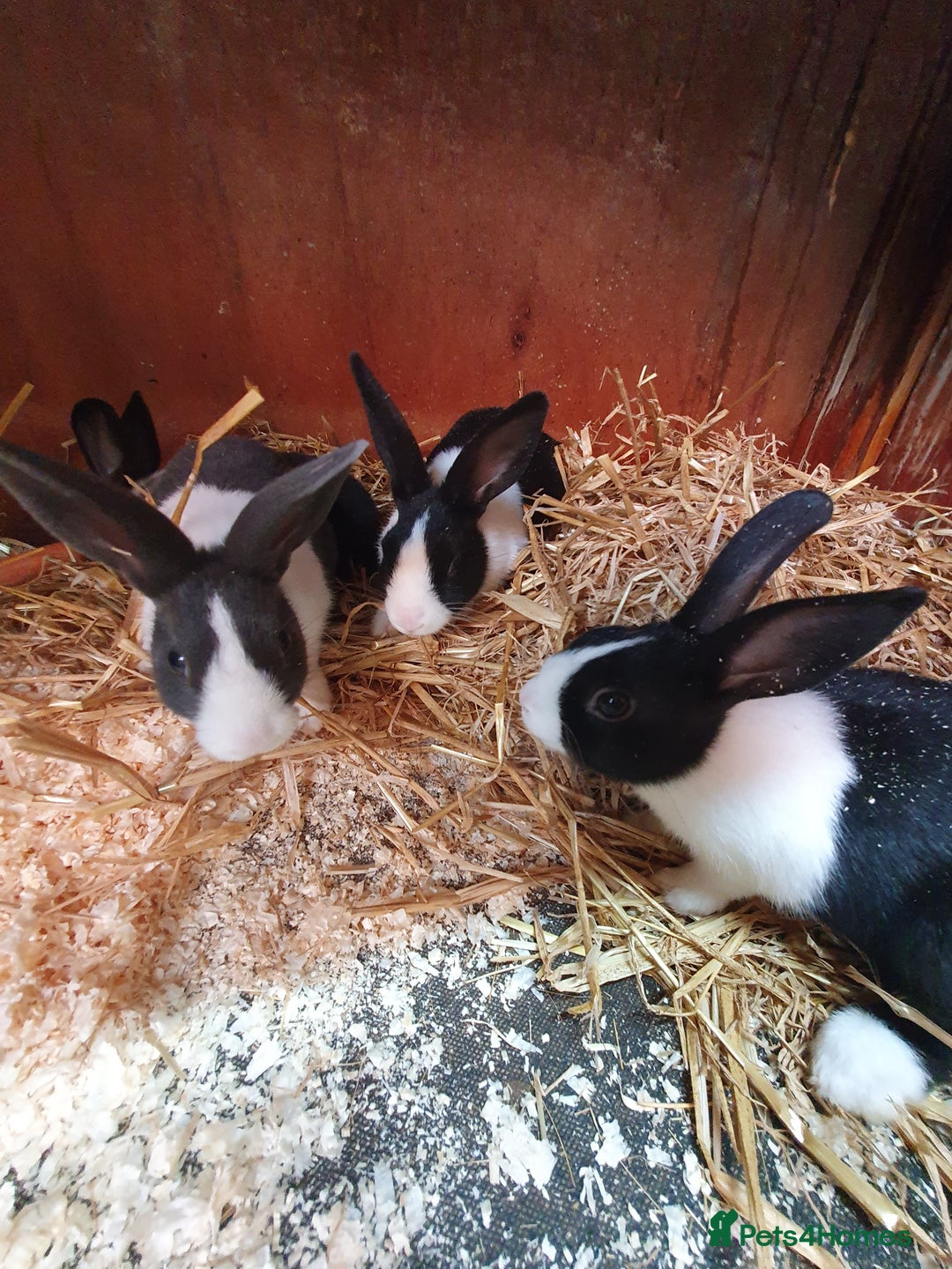 Dutch rabbits for sale: Dutch rabbits for sale  - Image 1
