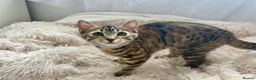 Domestic Shorthair cats for sale: Adorable Scottish mix Kittens 🐾 - Advert 9
