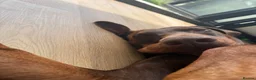 Dobermann dogs for stud: Champion bloodline Doberman for stud  - Advert 14