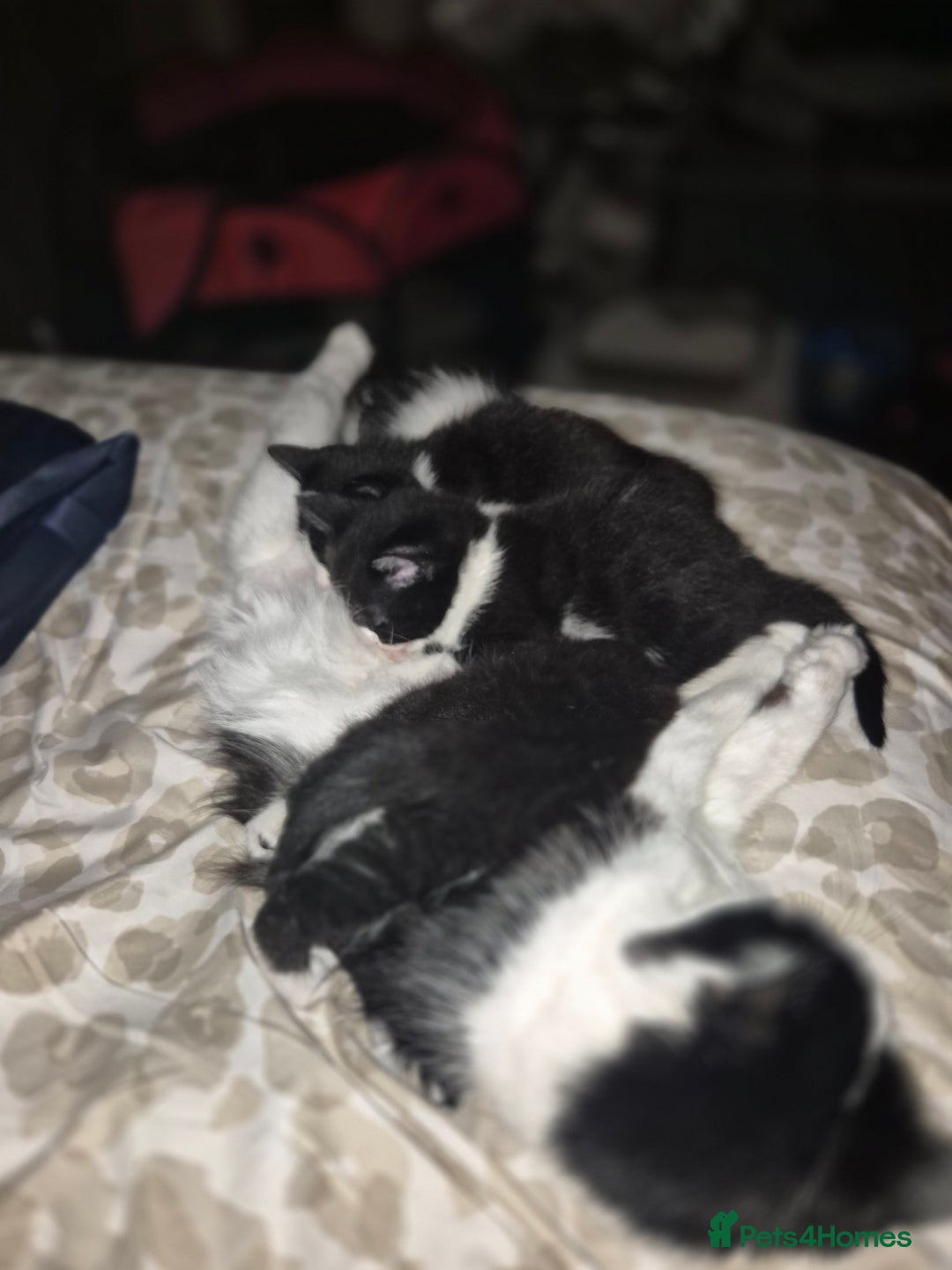 Mixed Breed cats for sale: 1 male 2 female  - Image 4