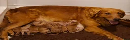 Golden Retriever dogs for sale: KC registered golden retriever pups  - Advert 6