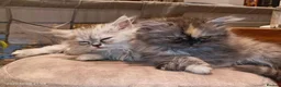 Persian cats for sale: Beautiful Persian kittens - Advert 6
