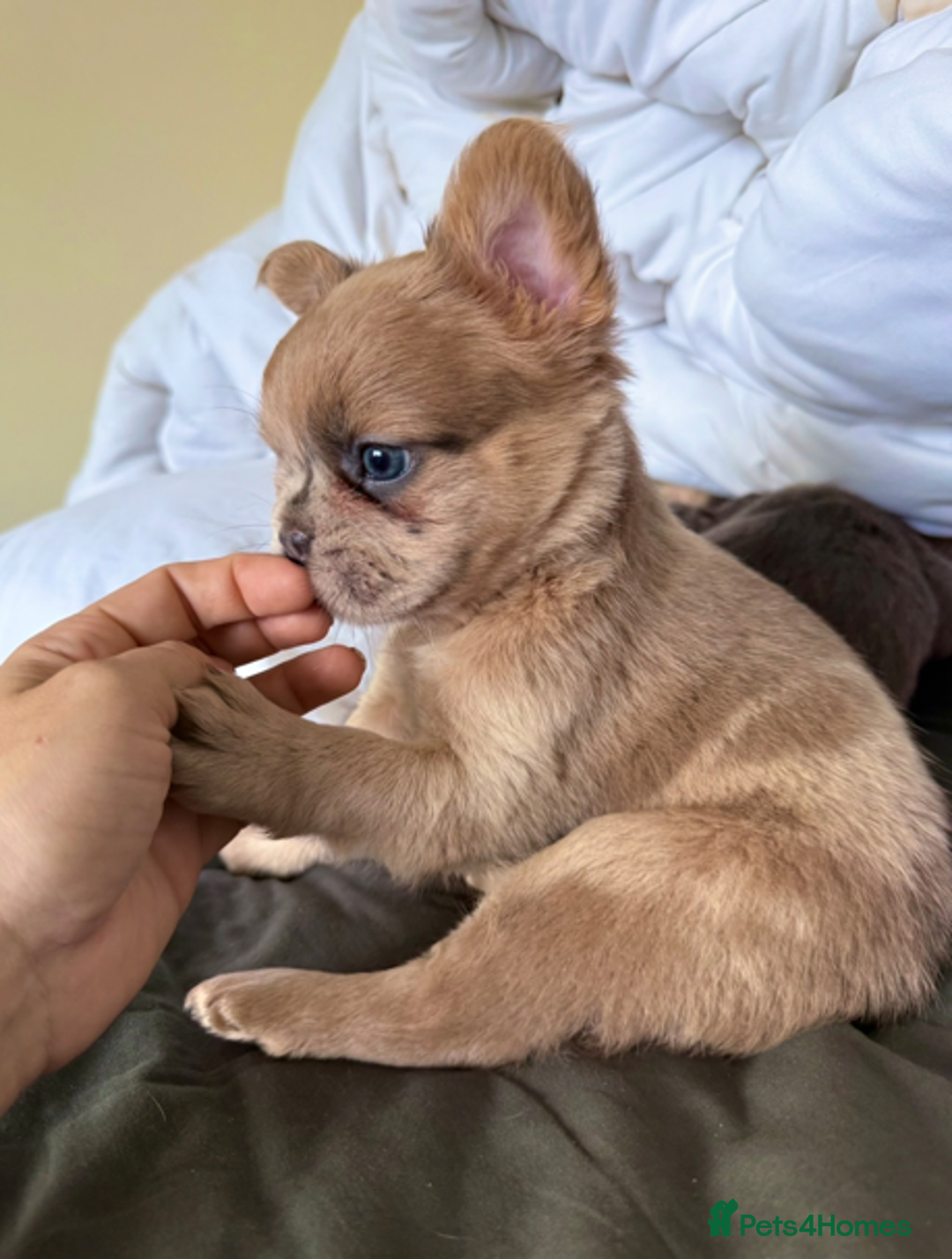 French Bulldog dogs for sale: REDUCED Last Pup! Quality Fluffy 🦁 - READY 🏠 - Advert 17