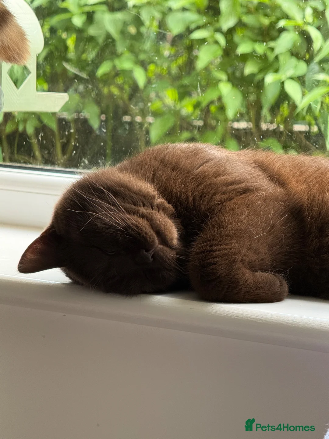 British Shorthair cats for sale: Chocolate Male BSH Neutered - Advert 10