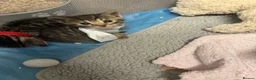 Bengal cats for sale: Rare Pedigree Zorro masked charcoal Bengal Kittens in Orpington - Advert 28