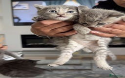 British Shorthair cats for sale: Beautiful two British short hairs ready to go - Image 2