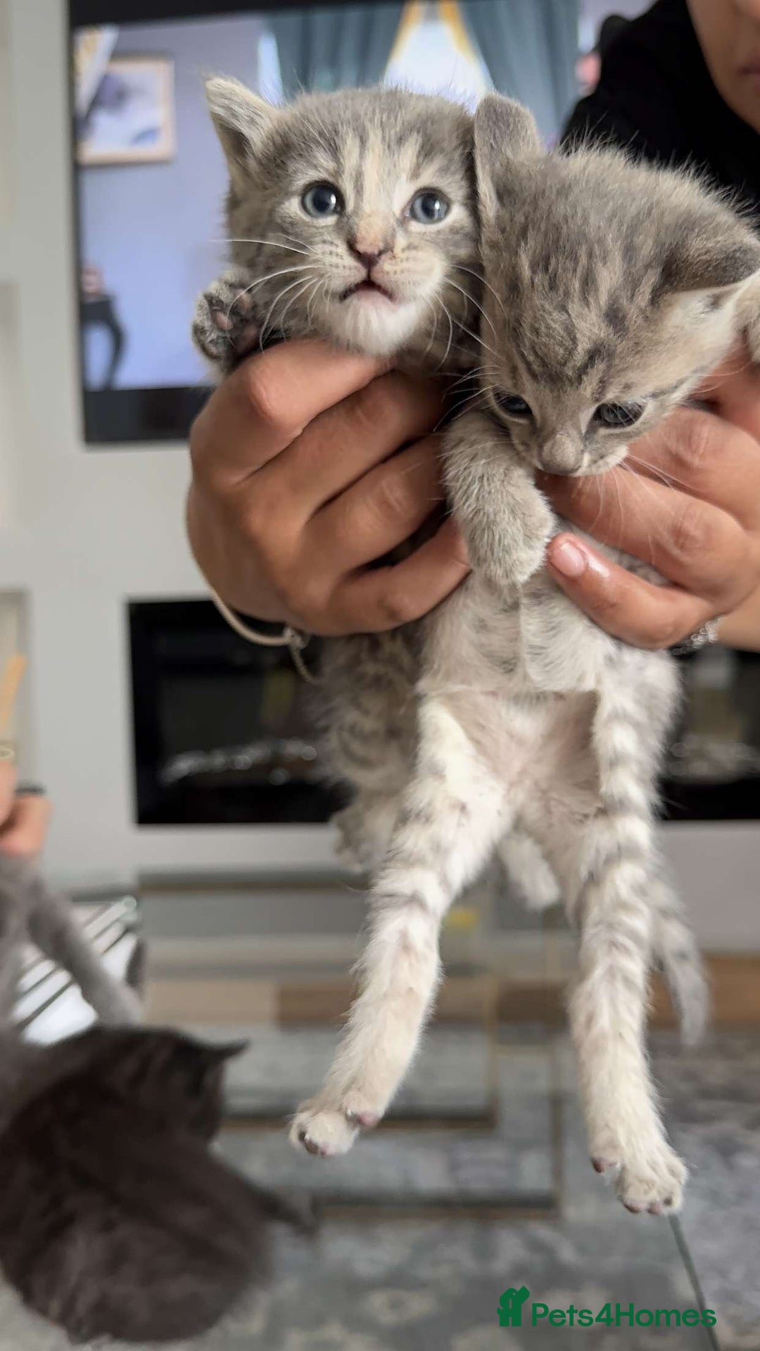 British Shorthair cats for sale: Beautiful two British short hairs ready to go - Image 2