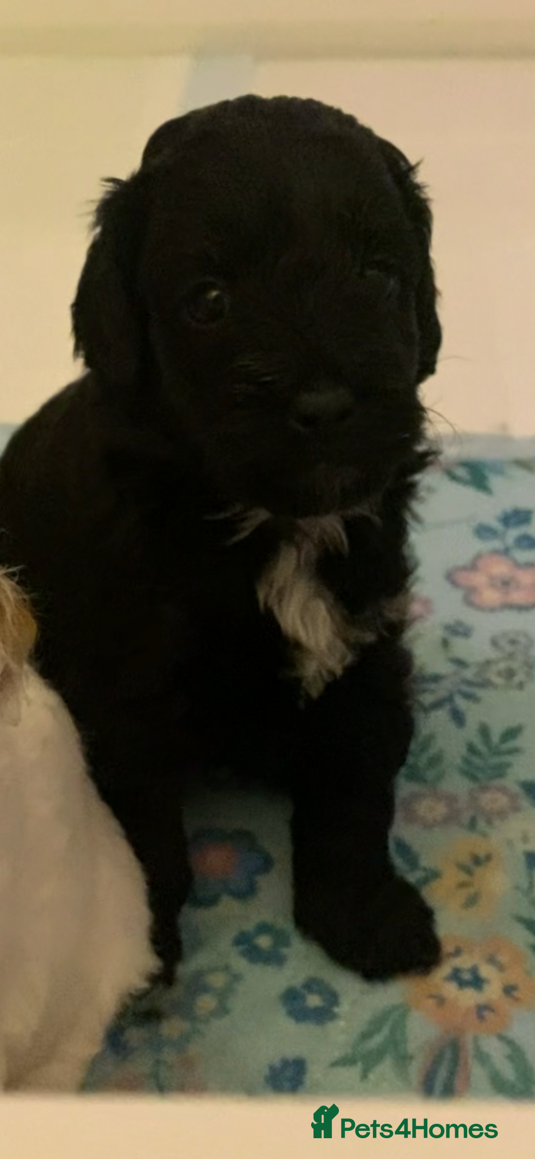 Cockapoo dogs for sale: Beautiful F2 Cockapoo Puppies  - Advert 4