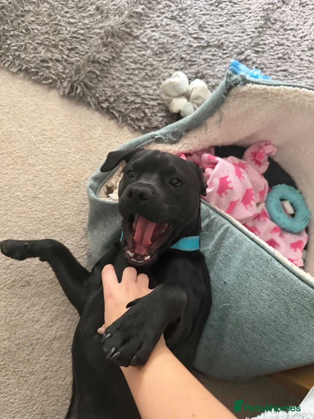 Mixed Breed dogs for sale: benny  in Nottingham - Advert 6