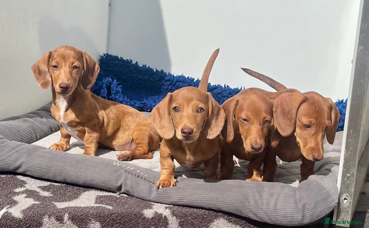 Dachshund dogs - Advert 16