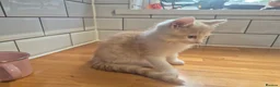 Mixed Breed cats for sale: British Shorthair / Mixed Breed - Advert 8