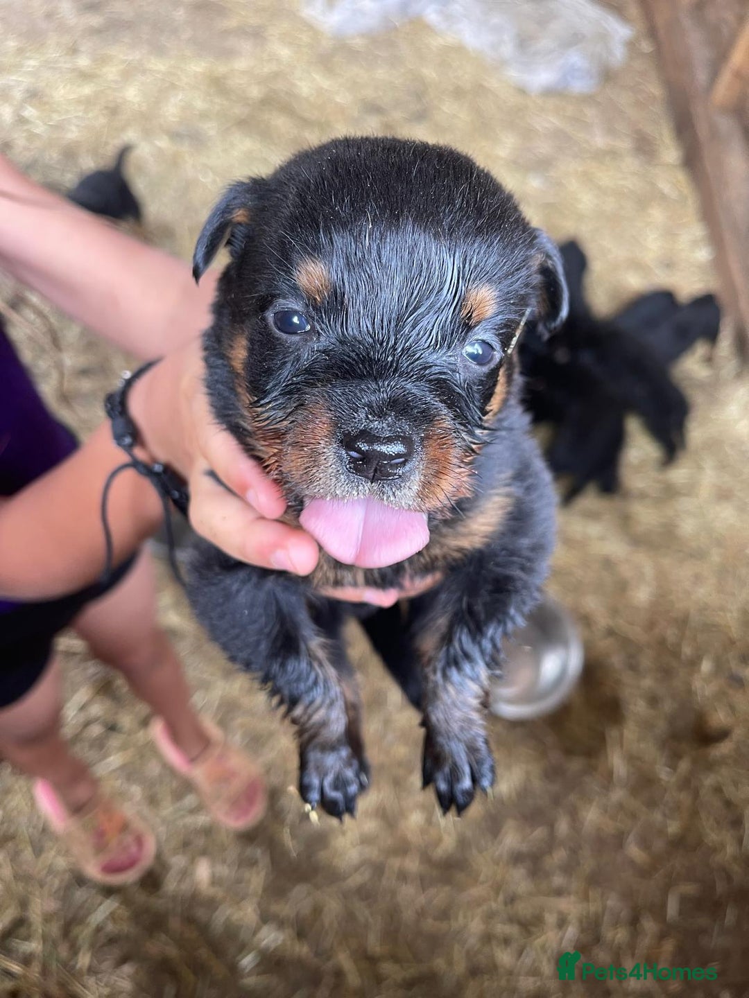 Rottweiler dogs for sale: Rottweiler pups - Image 3