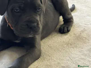 Cane Corso dogs ICF/ICCF Champion 6th GENERATION Cane Corso pups - Advert 10