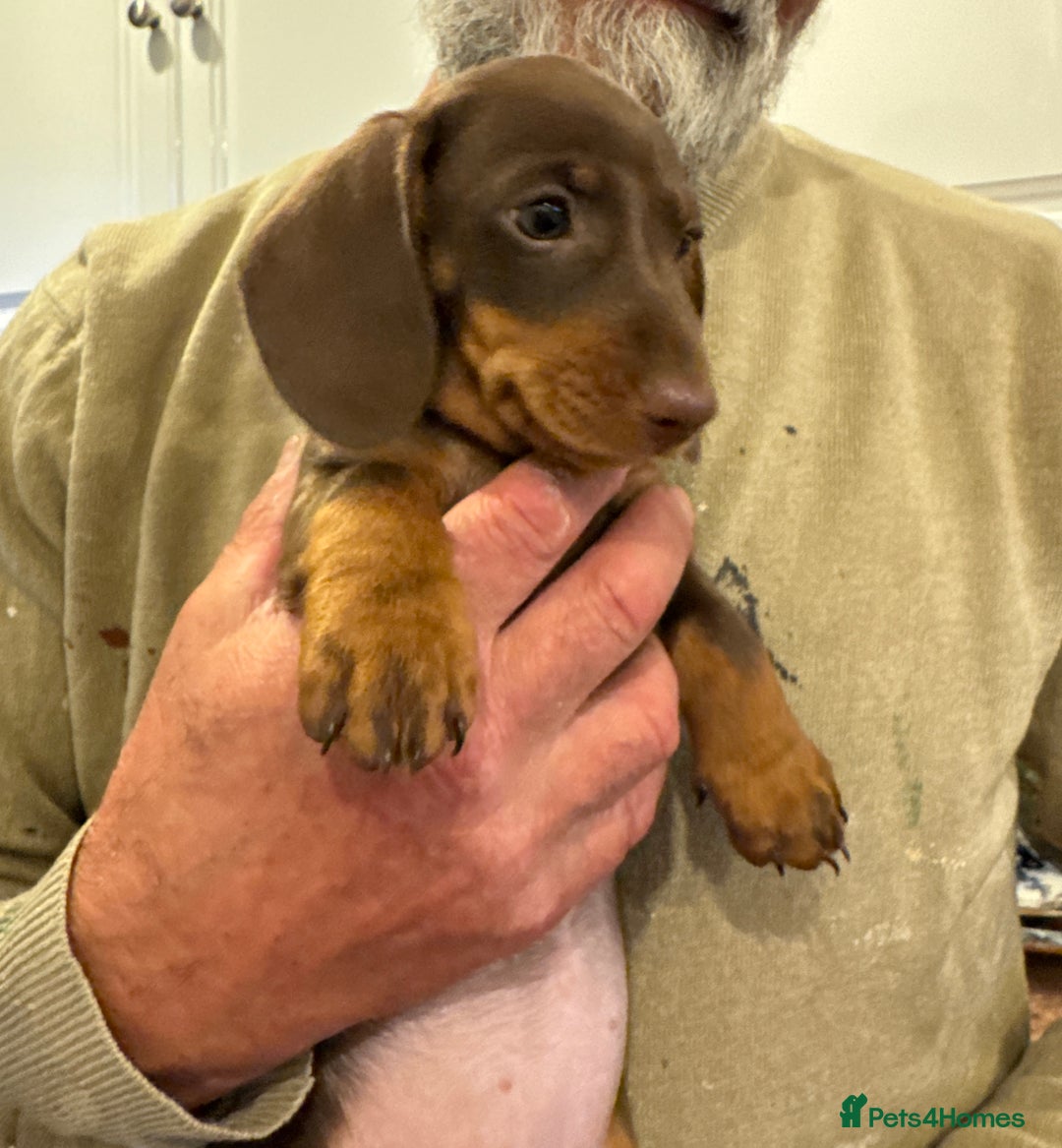 Miniature Dachshund dogs for sale: Miniature Dachshund Puppies  - Image 18