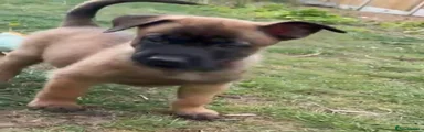 Belgian Shepherd Dog Puppy 2