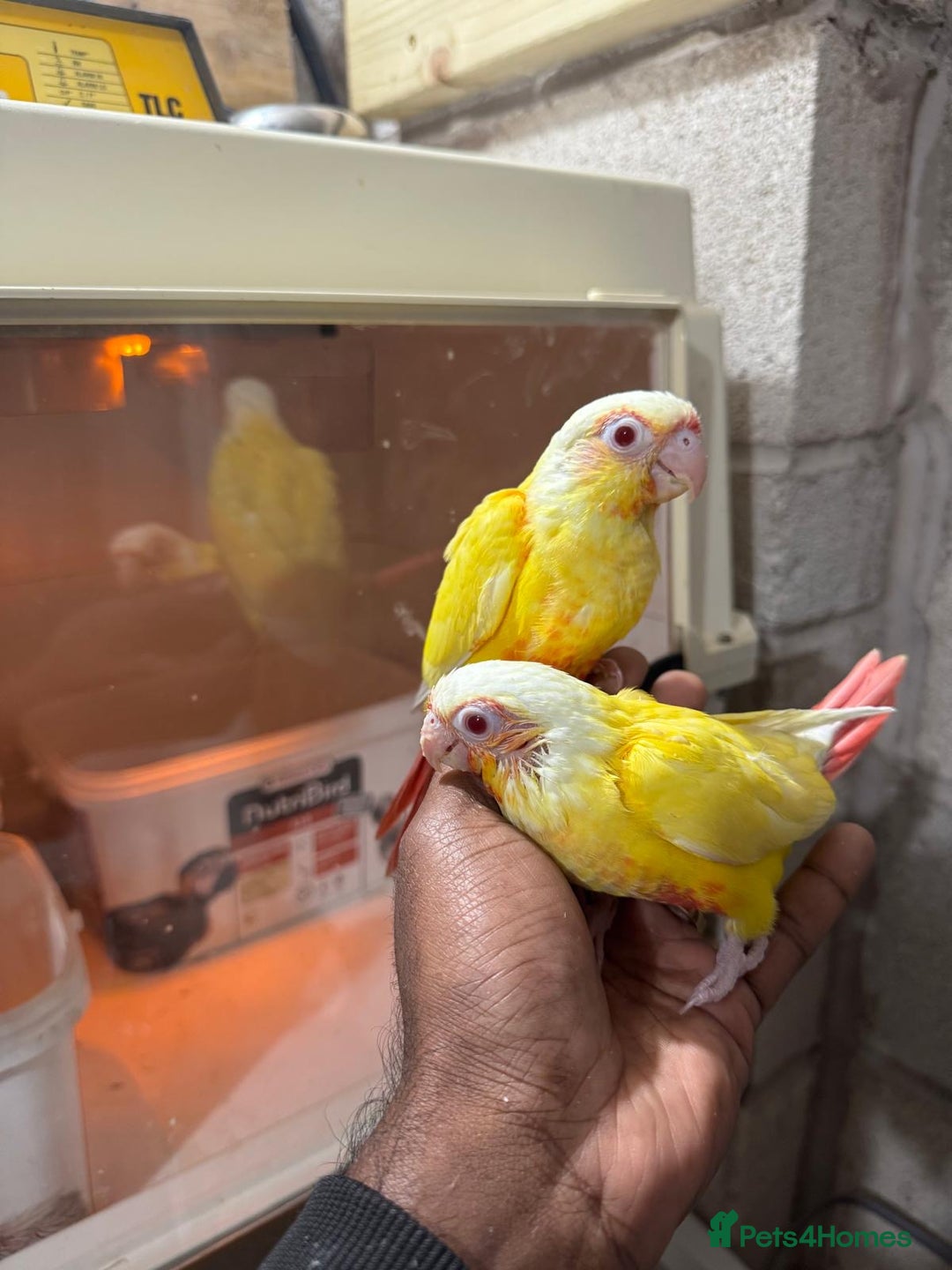 Conures birds for sale: HAND REARED GREEN CHEEKS CONURE  - Advert 2